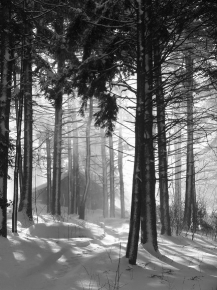 January 20111 forest snowstorm Massachusetts